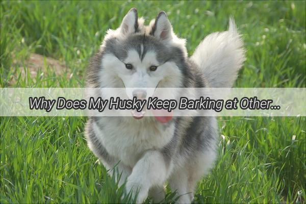  Why Does My Husky Keep Barking at Other Dogs Unraveling the Huskys Canine Conversations